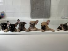 Beautiful French bulldog puppies !! Image eClassifieds4u 2