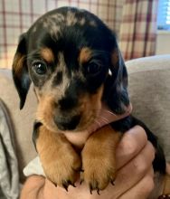 Beautiful Miniature Dachshund puppies Image eClassifieds4u 2