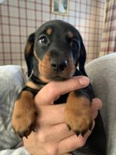 Beautiful Miniature Dachshund puppies Image eClassifieds4u 3