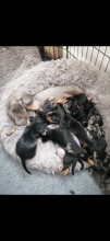 Beautiful Miniature Dachshund puppies Image eClassifieds4u 1
