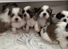Beautiful pedigree imperial Shih Tzu puppies Image eClassifieds4u 3