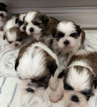 Beautiful pedigree imperial Shih Tzu puppies Image eClassifieds4u 2