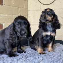 C0CKER SPANIEL PUPPIES !!!! Image eClassifieds4u 2