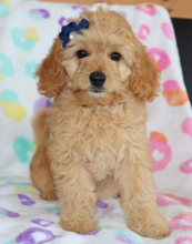 Goldendoodle puppies for sale Image eClassifieds4u 4