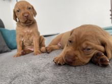 Hungarian Vizsla Puppies available Image eClassifieds4u 2