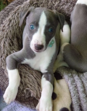 KC whippet puppies, READY NOW Image eClassifieds4u 3