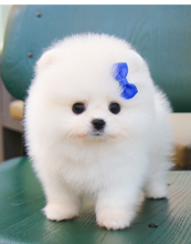 Pomeranian puppies for sale Image eClassifieds4u 3