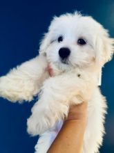 PURE MALTESE PUPPIES AVAILABLE Image eClassifieds4u 3