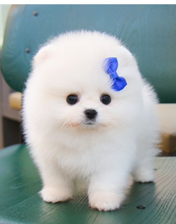 Pomeranian puppies for sale Image eClassifieds4u
