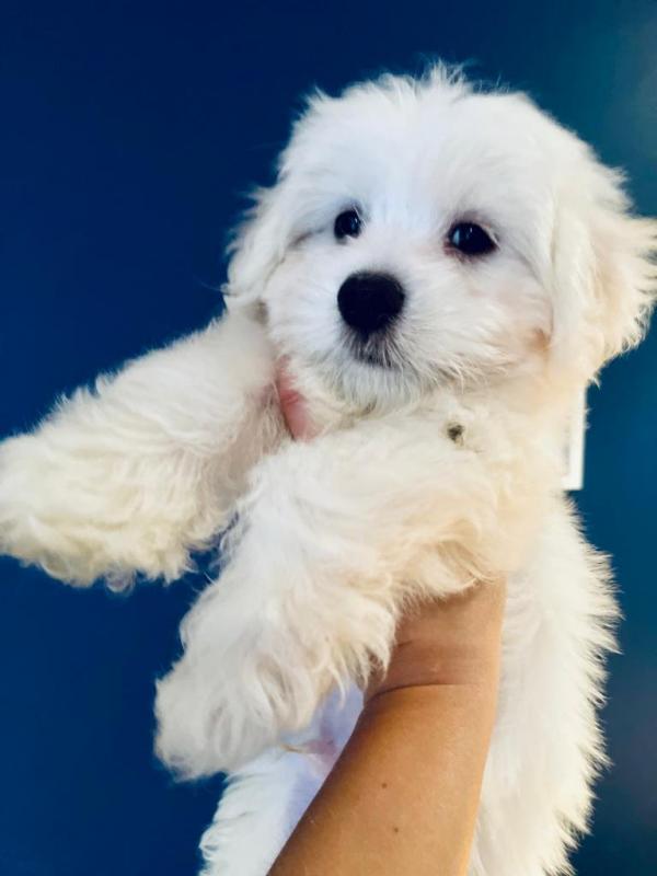 PURE MALTESE PUPPIES AVAILABLE Image eClassifieds4u