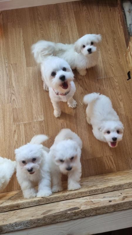 PURE MALTESE PUPPIES AVAILABLE Image eClassifieds4u