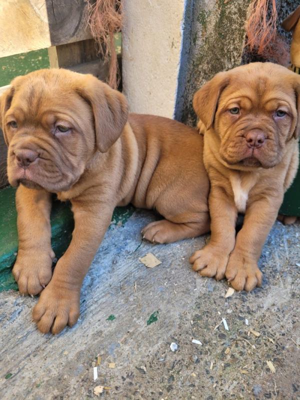 Show quality Dogue de Bordeaux puppies Image eClassifieds4u