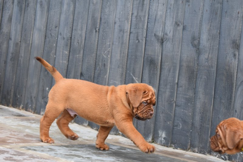 Show quality Dogue de Bordeaux puppies Image eClassifieds4u