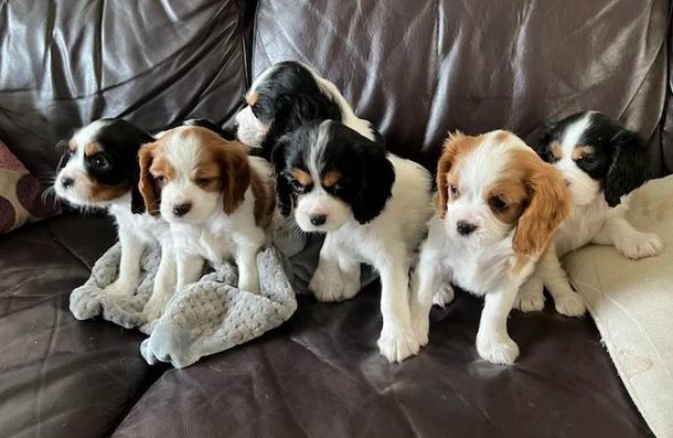 Cavalier King Charles puppies Image eClassifieds4u
