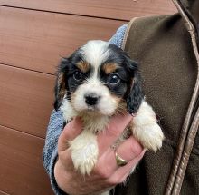 Cavalier King Charles puppies