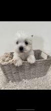 Beautiful West Highland Terrier Puppies