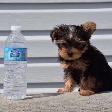 Cute Yorkie puppies For Rehoming
