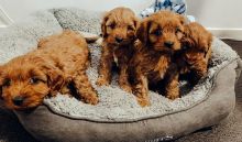 Gorgeous Cavapoo puppie now ready