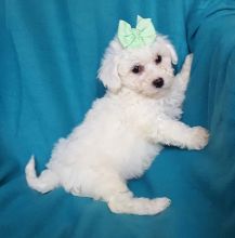 male and Female Bichon Frise puppies
