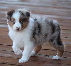 Healthy Australian shepherd Puppies for rehoming Image eClassifieds4u