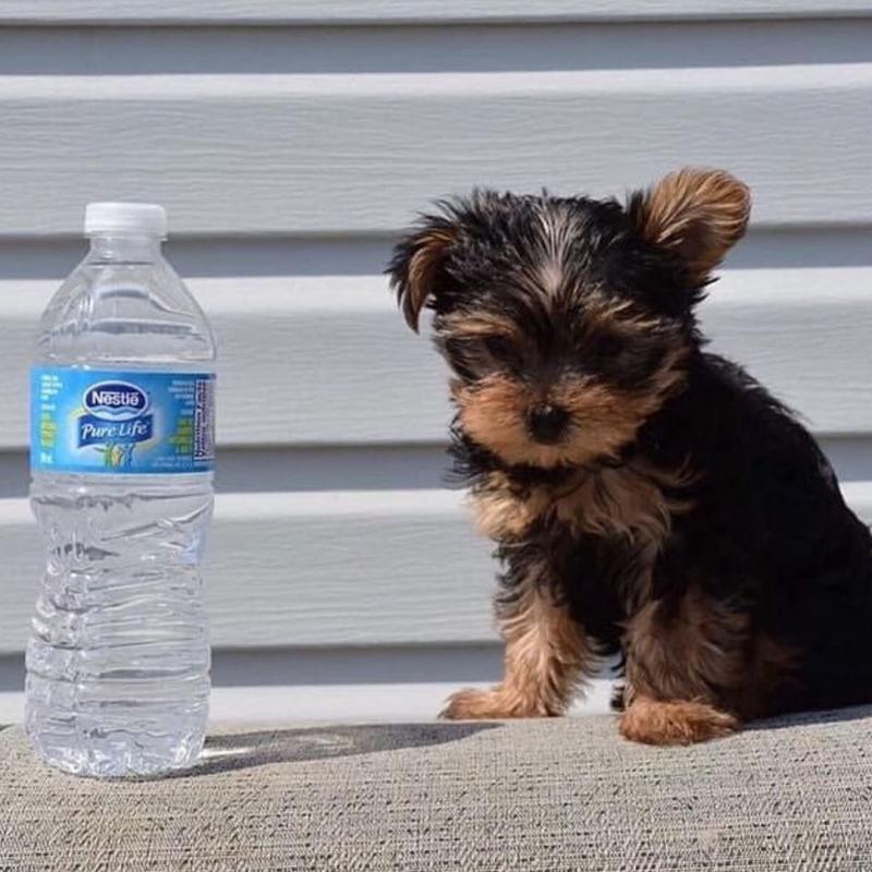 Cute Yorkie puppies For Adoption Image eClassifieds4u