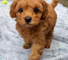 ***Coc.kapoo Puppies*** 1 Boy & 1 Girl *** Available Image eClassifieds4u 3