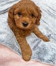 ***Coc.kapoo Puppies*** 1 Boy & 1 Girl *** Available Image eClassifieds4u 2