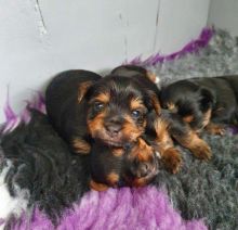 Adorable Yorkshire Terrier puppies Image eClassifieds4u 2