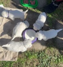 Beautiful West Highland Terrier Puppies Image eClassifieds4u 2