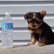 Cute Yorkie puppies For Adoption Image eClassifieds4U