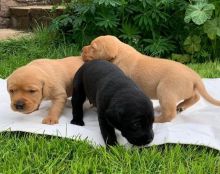 LOVELY AND HEALTHY GOLDEN RETRIEVER PUPPIES Image eClassifieds4u 3
