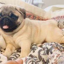 Pug puppies for rehoming Image eClassifieds4U