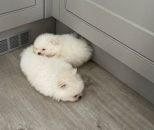 Two Well Trained Pomeranian Pups Available Image eClassifieds4u 2