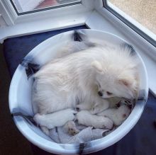 Two Well Trained Pomeranian Pups Available Image eClassifieds4u 3