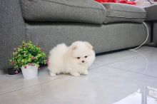 cute pomeranian for adoption contact us at cathyleisbrown@yahoo.com