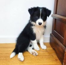 Excellence lovely Male and Female collie Puppies for adoption