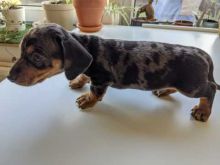 Excellence lovely Male and Female dachshound Puppies for adoption