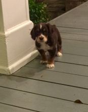 Excellence lovely Male and Female king charles Puppies for adoption...