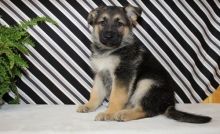 Excellence lovely Male and Female german shepherd Puppies for adoption