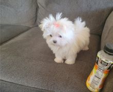 Excellence lovely Male and Female maltese Puppies for adoption