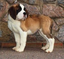 Excellence lovely Male and Female saint bernard Puppies for adoption
