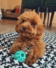 Excellence lovely Male and Female toy poodle Puppies for adoption