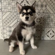 Pomsky Puppies Looking For Their Forever Home