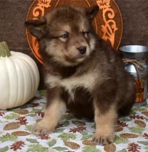 Excellence lovely Male and Female alaskan malamute Puppies for adoption Image eClassifieds4u 2