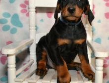 Excellence lovely Male and Female doberman Puppies for adoption Image eClassifieds4U