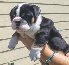 Excellence lovely Male and Female english bulldog Puppies for adoption Image eClassifieds4u 2