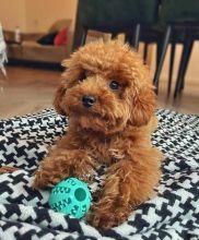 Excellence lovely Male and Female toy poodle Puppies for adoption Image eClassifieds4U