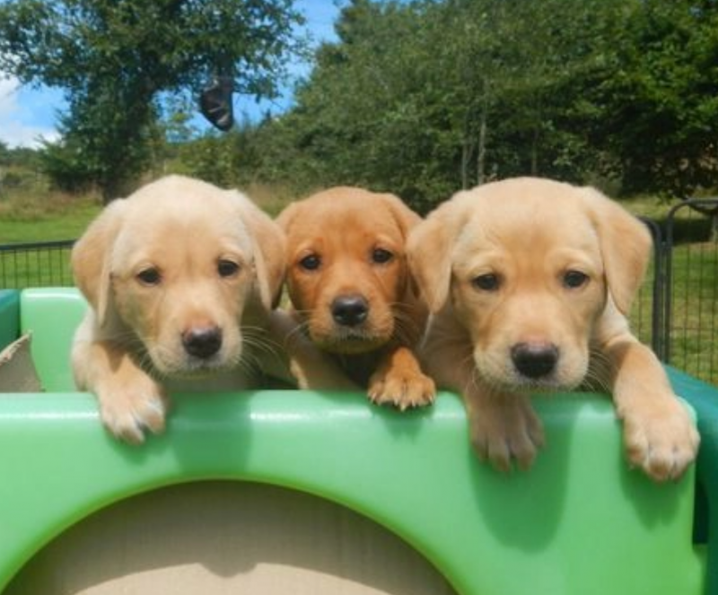 Labrador Puppies available for sale Image eClassifieds4u