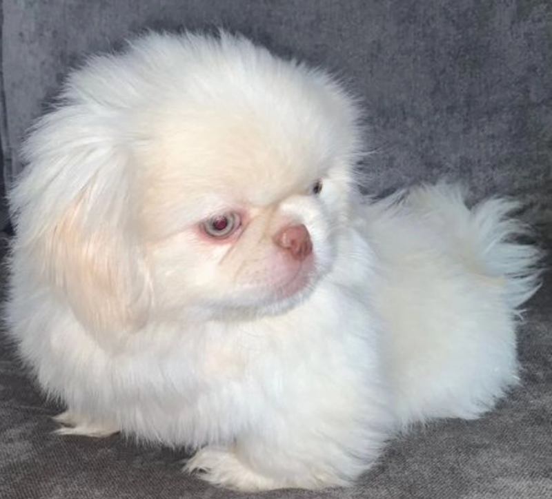 Pekingese females and males available for sale Image eClassifieds4u