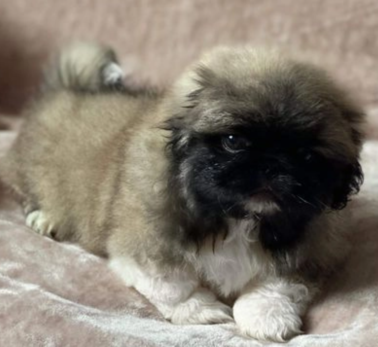 Pekingese females and males available for sale Image eClassifieds4u